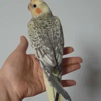 جوجه سه ماهه|پرنده|رشت, سعدی (تختی)|دیوار