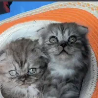 توله گربه نژاددار|گربه|شیراز, تندگویان|دیوار