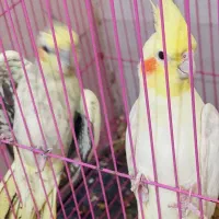 کبوتر|پرنده|بندرعباس, |دیوار