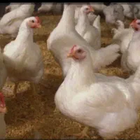 مرغ زنده حسینی