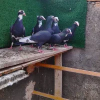 پلنگ کاکلی|حیوانات|یزد, |دیوار