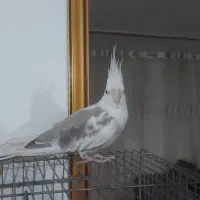 فروش عروس هلندی