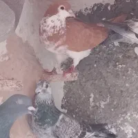 کبوتر ساده افشون زرد نر