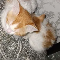 گربه