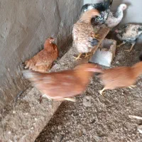 جوجه گلپایگان
