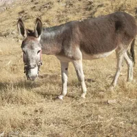 الاغ ماده|حیوانات مزرعه|پلدختر, |دیوار