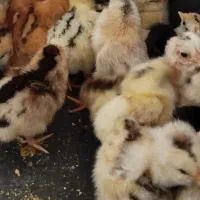 فروش جوجه ی محلی