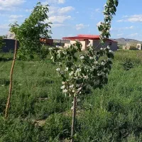 نهال ۵ ساله و ۷ ساله پیوندی