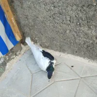 کبوتر نر ماده|پرنده|چناران, |دیوار