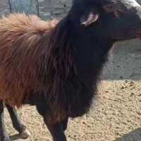 قوچ|حیوانات مزرعه|رضویه, |دیوار