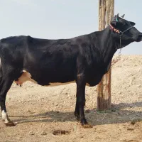 گاو خارجی ابستن شادگان|حیوانات مزرعه|شادگان, |دیوار