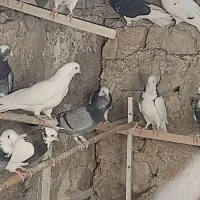 کبوتر|پرنده|سوق, |دیوار