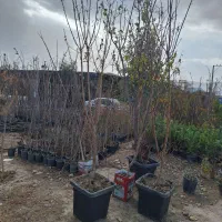 نهال بادام درشت تک و عمده موجود همراه با بادام|خدمات باغبانی و درختکاری|فلاورجان, |دیوار