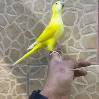 راهب دون خور رام دستی زرد/ابی/سبز/رنگی