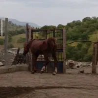 اسب چهار نشان باشجره بزرگ