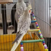 عروس هلندی رام دستی