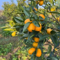 فروش میوه کامکوات