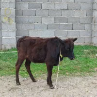 گاو.|حیوانات مزرعه|رشت, جماران|دیوار