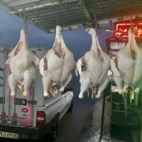 بوقلمون زنده وگوشت بوقلمون|حیوانات مزرعه|شباب, |دیوار