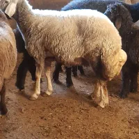 دوعدد شیشک درجه یک یک عدد گوسفند بره دار