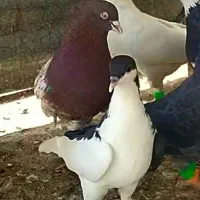 کبوتر|پرنده|تاکستان, |دیوار