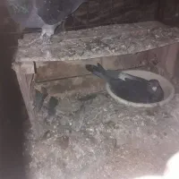 پلاکی برتر|پرنده|اصفهان, بوستان زاینده رود|دیوار
