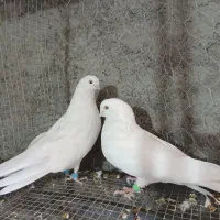 کفتر کبوتر سفید چشم نوک سفید سینه ای