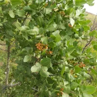 باغ|فروش دفتر صنعتی، کشاورزی، تجاری|کوهین, |دیوار