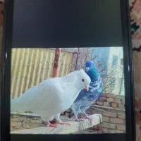 کبوتر پرشی|پرنده|هشتگرد, شهرک ولیعصر (مصلی)|دیوار