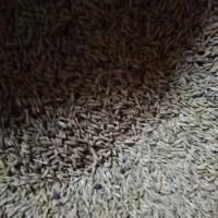 فروش جو بذری تمیز
