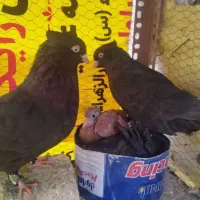 زاغ درجه یک