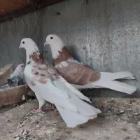 پرشی کفتر