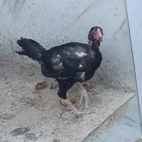 مرغ چابهاری گلین