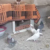 ۱۰کبوتر با ۳ تا کبوتر جوجه ۲ هفته است دون میخرن|پرنده|نقده, |دیوار