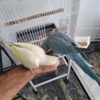 جوجه ۴ ماهه راهب رنگ آبی و پاستیلی