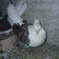 کفتر دوکت و دمبی|پرنده|اصفهان, بهارستان|دیوار