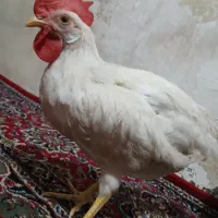 خروس|حیوانات مزرعه|بروجرد, |دیوار