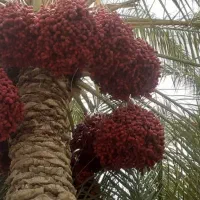خرما|خوردنی و آشامیدنی|مینان, |دیوار