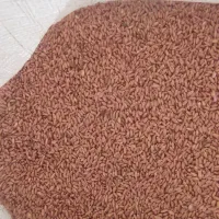 گندم دیم هشترود