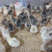 جوجه بوقلمون