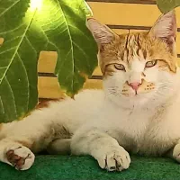گربه گم شده