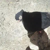 معاوضه کبوتر با عروس هلندی