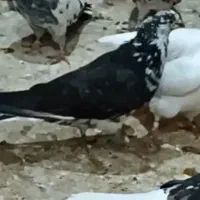 کفتر تهرانی|پرنده|کرج, حصارک پایین|دیوار