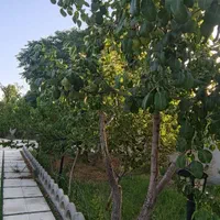 باغ ۱۰۰۰ متری در شهرک گلستان|فروش خانه و ویلا|مشهد, فردوسی|دیوار