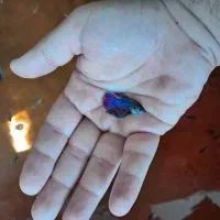 ماهی|ماهی|تهران, گلچین|دیوار