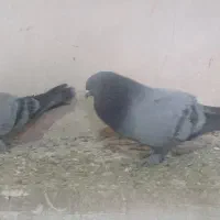 کبوتر ترکیه|پرنده|نوشین شهر, |دیوار