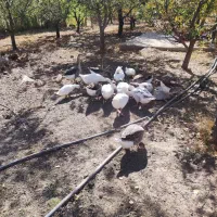 فروش|حیوانات مزرعه|هشترود, |دیوار