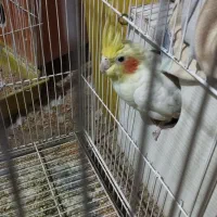 فروش عروس هلندی لوتینو،و البینو|پرنده|زابل, |دیوار