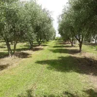 باغ زیتون از باغات سنتی تا شرکت های هکتار بالا