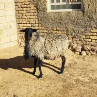 شیشک قوچ رومانوف اصل بذری بره اصیل